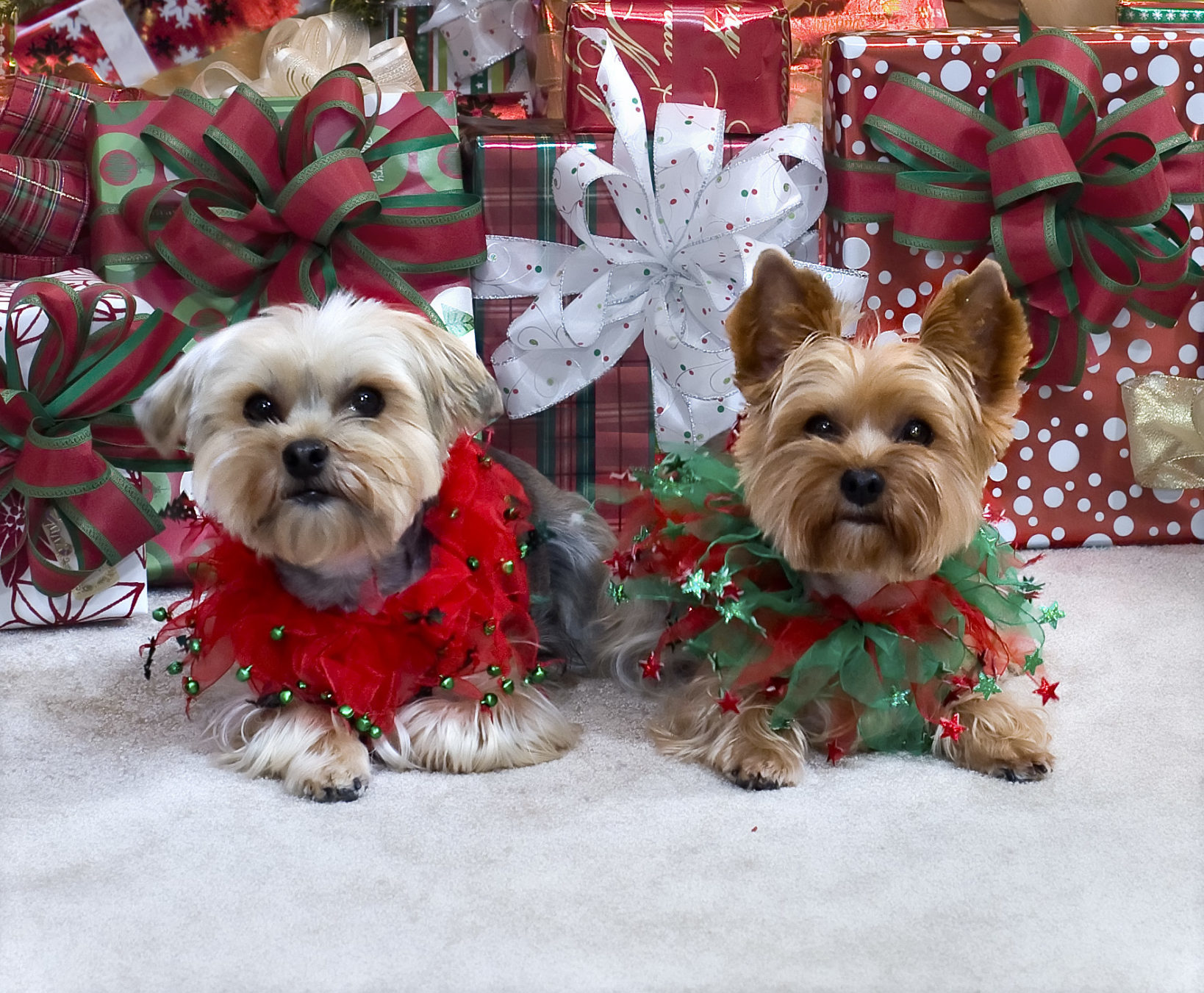 Need Last-Minute Holiday Decorating Ideas?
